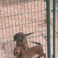 Cani da caccia al cinghiale