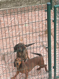 Cani da caccia al cinghiale