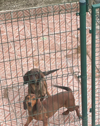 Cani da caccia al cinghiale