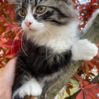 Gatti siberiani