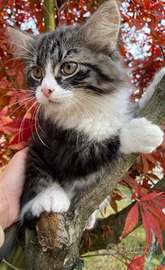 Gatti siberiani