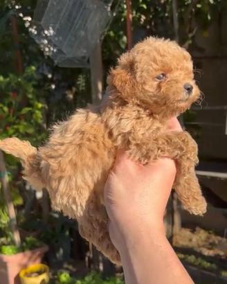 Barboncino toy