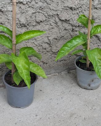 Piante di passion fruit/ maracuja/ passiflora edul