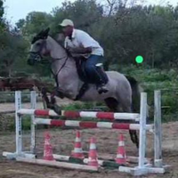 Cavallo