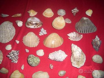 Collezione conchiglie marine anche per acquari