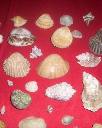 Collezione conchiglie marine anche per acquari