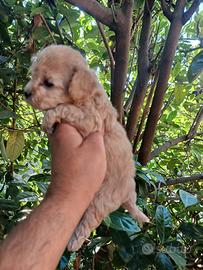 Cuccioli di maltipoo