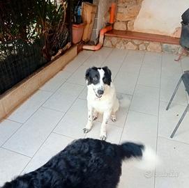 Cucciolo Meticcio Lilli