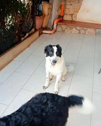 Cucciolo Meticcio Lilli
