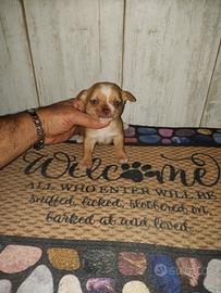 chihuahua Toy mini