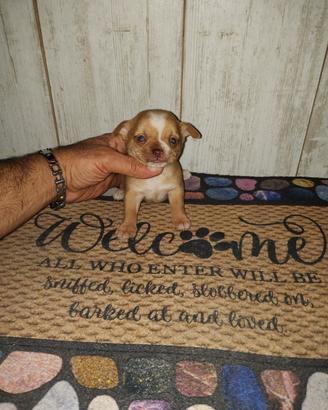chihuahua Toy mini
