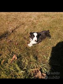 Cuccioli di Border Collie