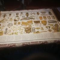 Apicoltura, tavola didattica Paravia