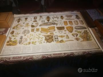 Apicoltura, tavola didattica Paravia