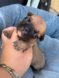 Bulldog francese