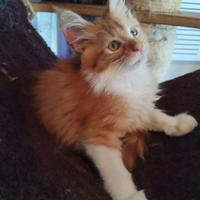 Gattino maine coon