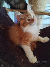 Gattino maine coon