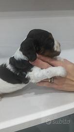 Cocker Spaniel Inglese