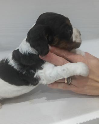 Cocker Spaniel Inglese