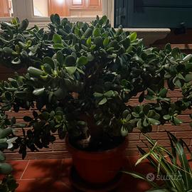Piante albero di Giada