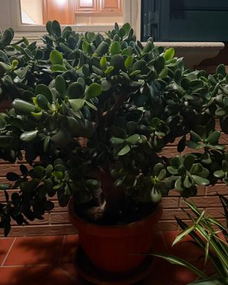 Piante albero di Giada
