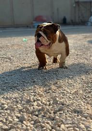 Coppia di bulldog inglese