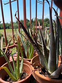 Piantine di Aloe Vera