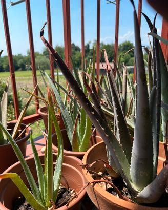 Piantine di Aloe Vera