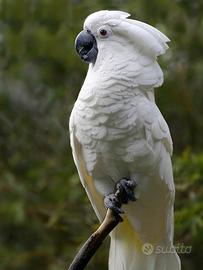 Cacatua Alba