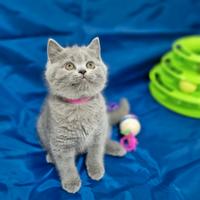 Scottish fold e straight