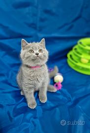 Scottish fold e straight