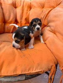 Cuccioli di Beagle elisabhet