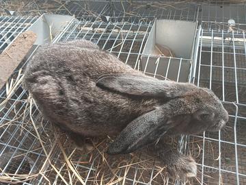 Amanti animali