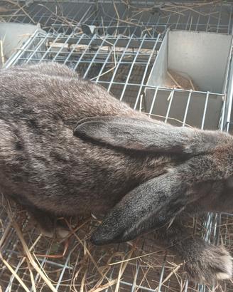 Amanti animali