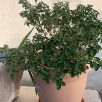 Lantana camara