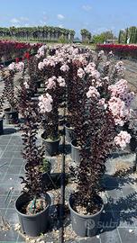 LAGERSTROEMIA INDICA B.D BLUSH - foto reali