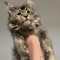 Mainecoon femmina da accoppiamento