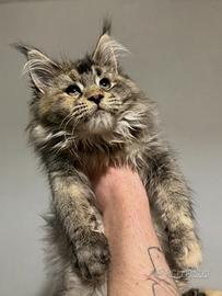 Mainecoon femmina da accoppiamento