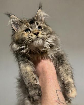 Mainecoon femmina da accoppiamento