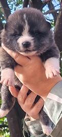 Akita inu