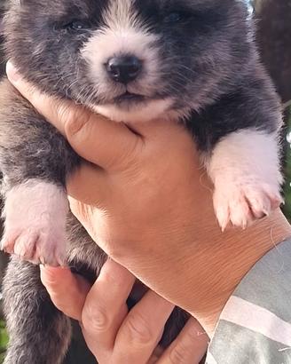 Akita inu