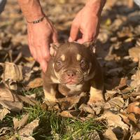 American bully