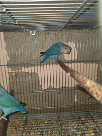 Inseparabile Roseicollis Maschio