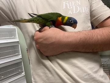 Parrocchetti e pappagalli allevati a mano Lory Ucc