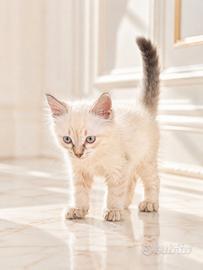 Gatto tipo siberiano siamese