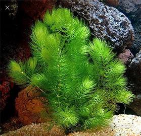 Piante per acquario