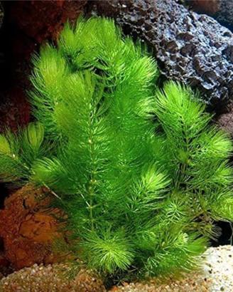 Piante per acquario