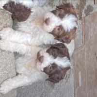 Lagotto Romagnolo