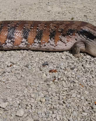 Bellatorias frerei