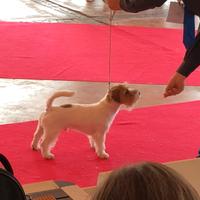 Jack Russell maschio per accoppiamento